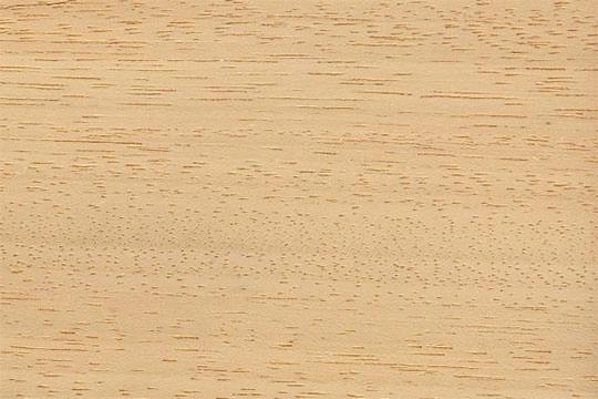 Samba